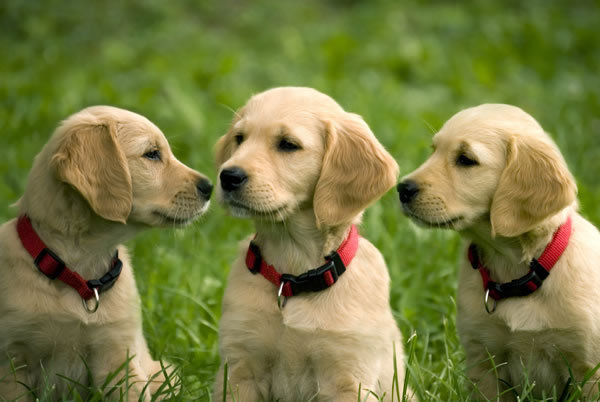 zlaty_retriever12